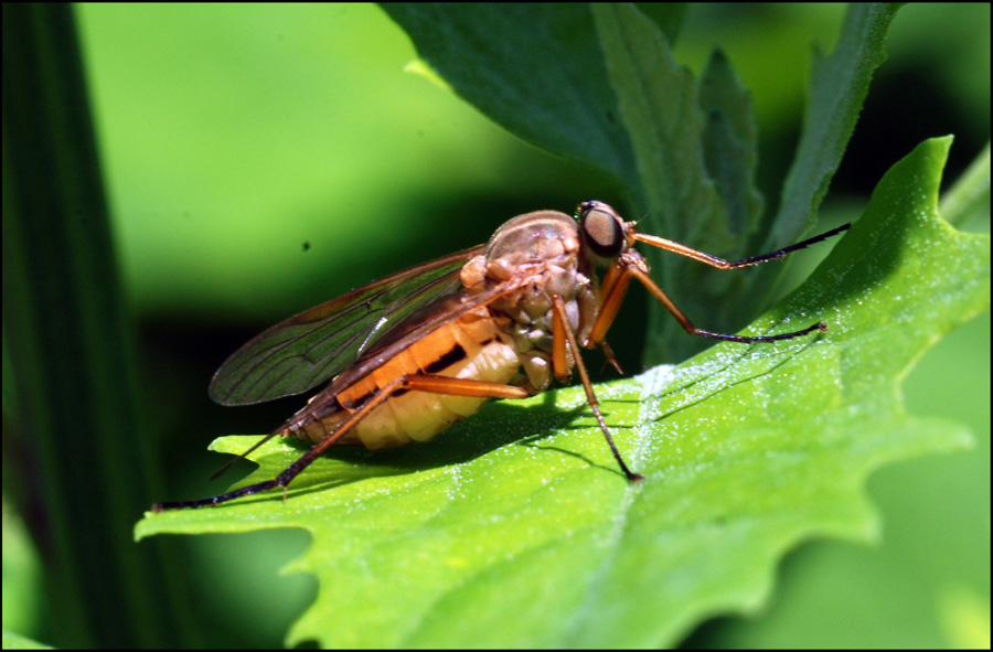 Femmina di Rhagio tringarius (Rhagionidae)